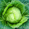 Cabbage Seeds - Copenhagen Market - 1 Lb ~104,000 Seeds - Non-GMO, Heirloom - Vegetable Garden, Microgreens