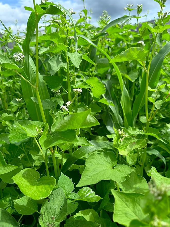 Whitetail Hill Dirt Doctor Food Plot Seed Mix for Deer, Perfect for Rebuilding Topsoil, Breaking up Compaction, and Recharging Nutrients, Buckwheat, Grain Sorghum, 2 Clovers, Tillage Radishes