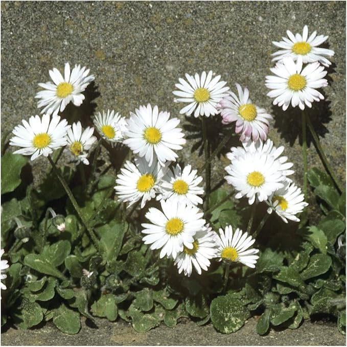 Seed Needs, English Daisy Seeds - 1,000 Heirloom Seeds for Planting Bellis perennis - White Blooms, Perennial Flowering Plants for an Outdoor Garden (2 Packs)