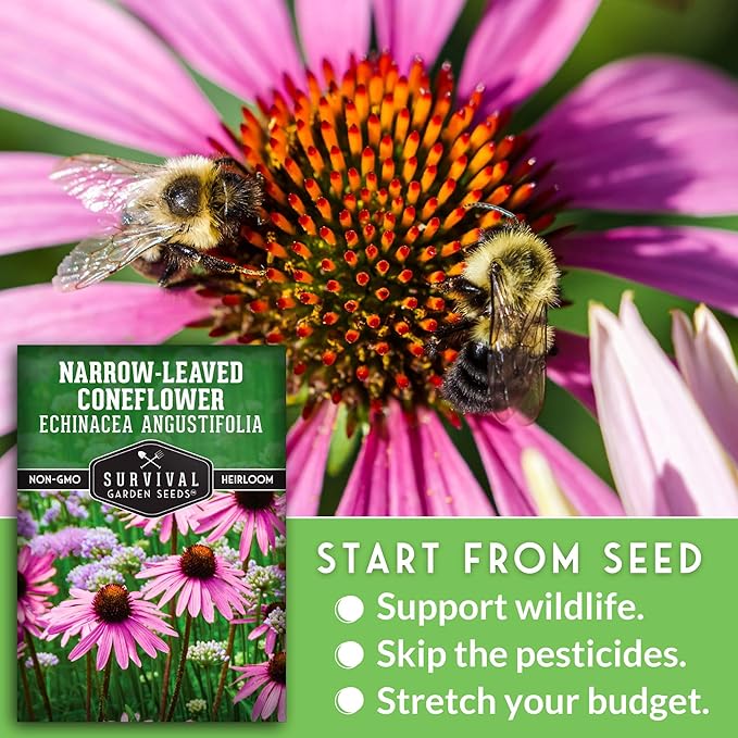 Survival Garden Seeds - Narrow-Leaved Coneflower Seeds for Planting | Echinacea angustifolia | Drought-Tolerant Medicinal | Native Prairie Plant - 1 Pack