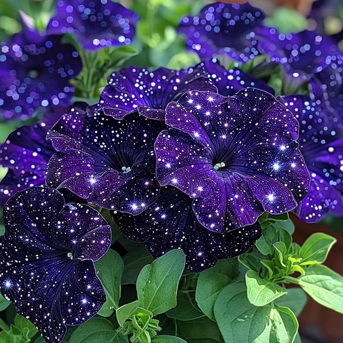 500+ Petunia Seeds for Planting - Dwarf Wave Petunia Flower Seeds for Planting Home Garden Non-GMO Heirloom Flower