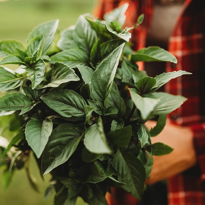 Cinnamon Basil - 250 Seeds - Heirloom & Open-Pollinated Variety, Non-GMO Culinary Herb Seeds for Planting, Grow Kitchen Herbs Indoors or Outdoors in Containers or The Home Garden, Thresh Seed Company