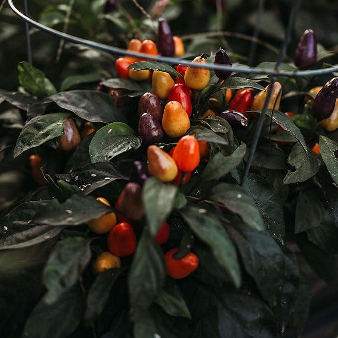 Aurora Dwarf Chile (Hot) Pepper - 25 Seeds - Colorful Heirloom Variety, Great for Containers, Patios, USA-Grown Chili Seeds, Non-GMO Vegetable Seeds for Planting in The Garden, Thresh Seed Company