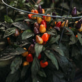 Aurora Dwarf Chile (Hot) Pepper - 25 Seeds - Colorful Heirloom Variety, Great for Containers, Patios, USA-Grown Chili Seeds, Non-GMO Vegetable Seeds for Planting in The Garden, Thresh Seed Company