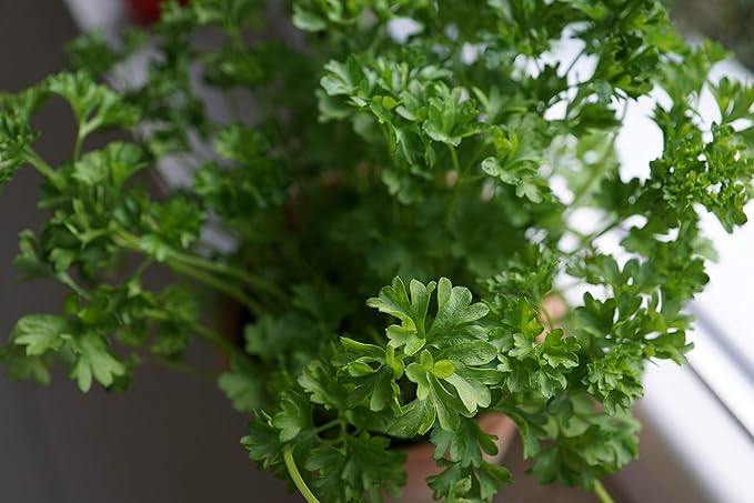 KIRA SEEDS - Seeds Leaf Itatian Parsley - Indoor - 2000 Seeds - Heirloom Herb - GMO Free