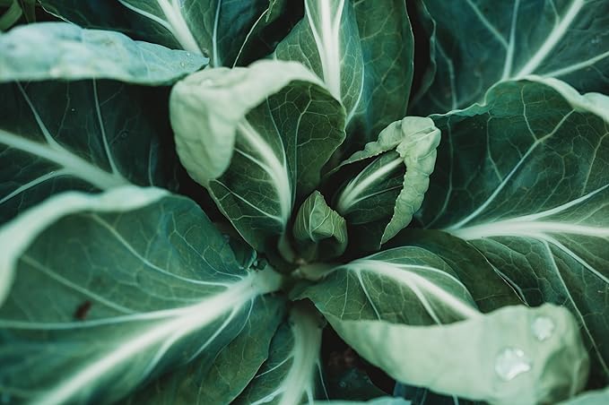 Portuguese Kale (Tronchuda Kale) - 100 Seeds - Heirloom Kale Variety, Exceptionally Tender Leaves, Non-GMO, Heirloom Kale Seeds for Planting in The Home Garden, Thresh Seed Company