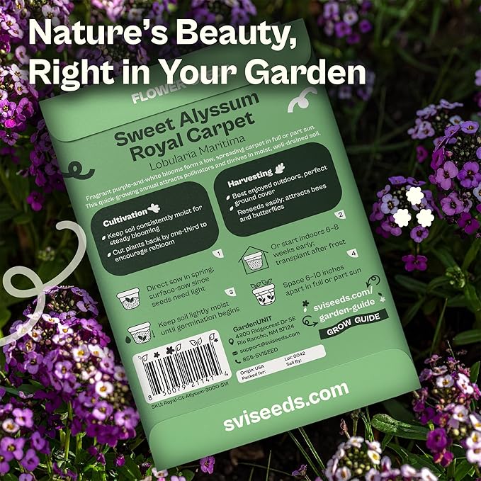 SVI 3000 Royal Carpet Sweet Alyssum Seeds (Lobularia maritima) – Sweet Alyssum Flower Seed Packets Bulk – Perfect Ground Cover Purple Flower Seeds for Outside, Containers, Borders