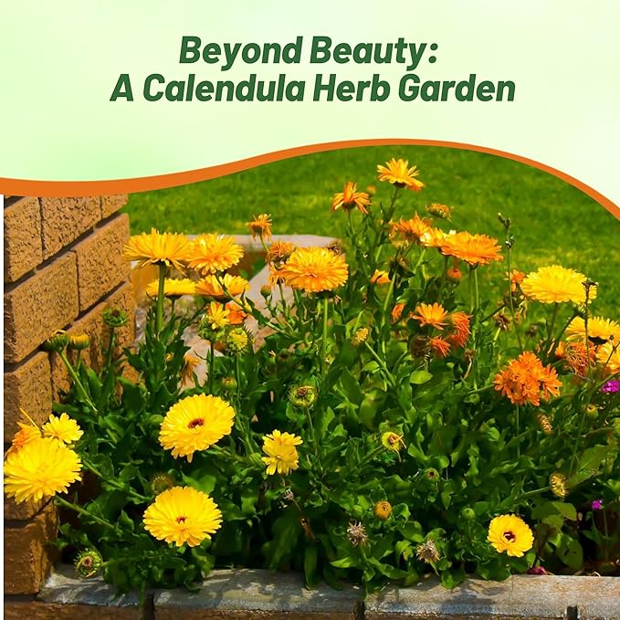 Outsidepride Mix Calendula Seeds - 1/4 lb. Annual Edible Flower Seeds for Planting for Dishes & Wellness Uses, with Vibrant Blooms for Cut Flower, Container, & Pollinator Gardens