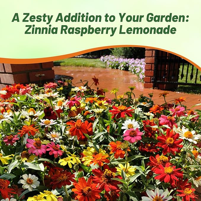 Outsidepride Zahara Raspberry Lemonade Mix Zinnia Seeds - 100 Pcs Annual, Heat & Drought Tolerant Flower Seeds for Planting w/Vibrant Blooms for Pollinator Gardens & Floral Arrangements
