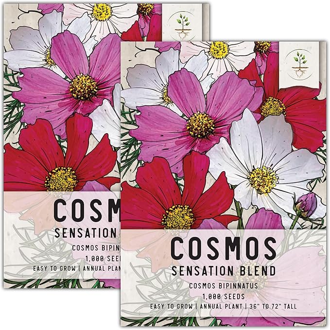 Seed Needs, Sensation Mixed Cosmos Seeds - 1,000 Heirloom Seeds for Planting Cosmos bipinnatus - Colorful Flowers Make a Great Cut Flower, Attracts Butterflies & Pollinators (2 Packs)