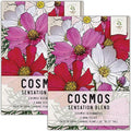 Seed Needs, Sensation Mixed Cosmos Seeds - 1,000 Heirloom Seeds for Planting Cosmos bipinnatus - Colorful Flowers Make a Great Cut Flower, Attracts Butterflies & Pollinators (2 Packs)