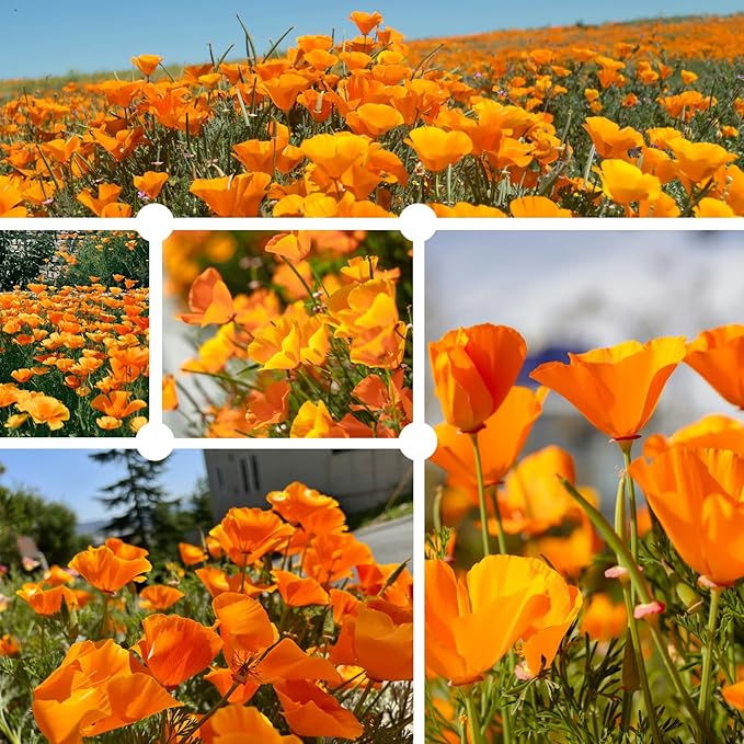 Orange California Poppy Seeds for Planting - Bulk 1.76 Ounce Packet - Over 50,000 Native Seeds - California State Flower