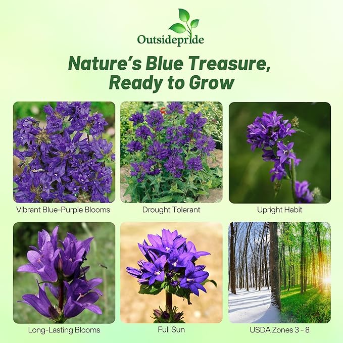 Outsidepride Superba Bellflower Seeds for Planting - 2000 Pcs Perennial Mat-Forming Flower Seeds with Bell Shaped Blooms & Low Growth Habit for Edging Pollinator Gardens, Containers, & Borders