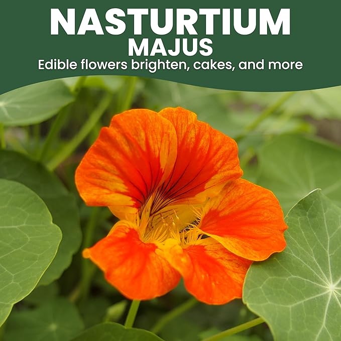 Nasturtium majus - Large 2,500mg Envelope - 20 Flower Seeds for Planting - Tropaeolum majus