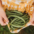 Contender Bush Green Bean - 4oz Bulk (~200 Seeds) - Easy & Fast Growing Bush Bean Variety, Non-GMO Snap Bean Seeds for Planting in The Home Garden, Thresh Seed Company