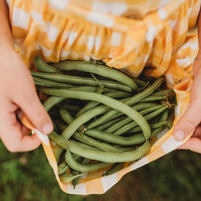 Contender Bush Green Bean - 50 Seeds - Easy & Fast Growing Heirloom Bush Bean Variety, Non-GMO Snap Bean Seeds for Planting in The Home Garden, Thresh Seed Company
