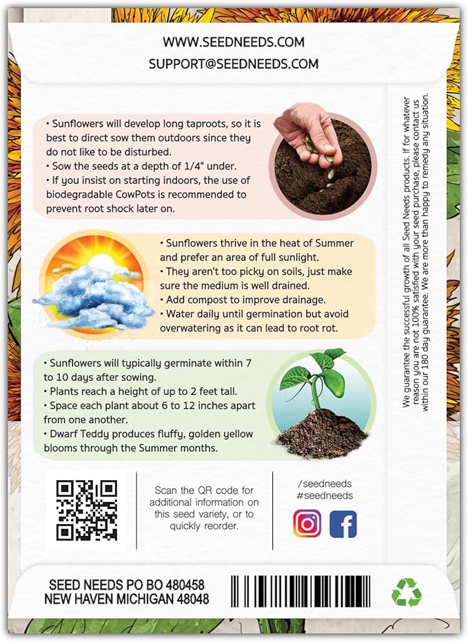 Seed Needs Sunflower Seeds for Planting Dwarf Teddy/Dwarf Sungold Sunflowers - Heirloom & Open Pollinated Flower Seed to Plant a Butterfly Garden (5 Packs)