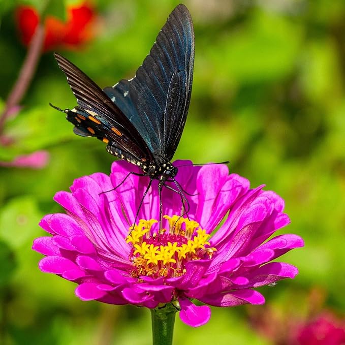 Zinnia Seeds California Giants Package of 10,000 Wildflower Seeds - Wild Flower Seeds Large Bright Blooms, Pure Non-GMO Flower Seeds for Planting, Neonicotinide Free