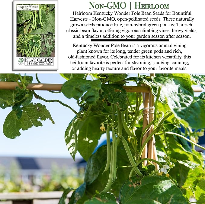 Kentucky Wonder Pole Bean Seeds (Phaseolus vulgaris) – 30+ Non-GMO Heirloom Seeds for Planting, Classic Climbing Variety with Tender Green Pods, by Isla’s Garden Seeds, Gift Idea for Gardeners
