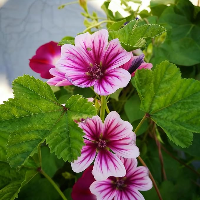 500+ Malva Seeds for Planting, Perennial Purple Malva Sylvestris Seed, Non-GMO Heirloom Mallow Flower Seeds for Home Garden Outdoor