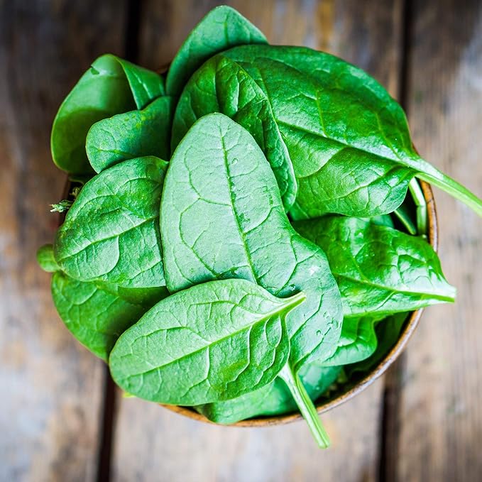 Seeds Four Seasons Viroflay Spinach 35 Days Year-Round Non GMO Vegetable for Planting