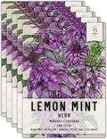 Seed Needs Lemon Mint Seeds for Planting Monarda citriodora Herbs - Grow a Non-GMO Heirloom & Untreated Medicinal Herb Garden Indoors or Outdoors - Popular in Herbal Tea (5 Packs)