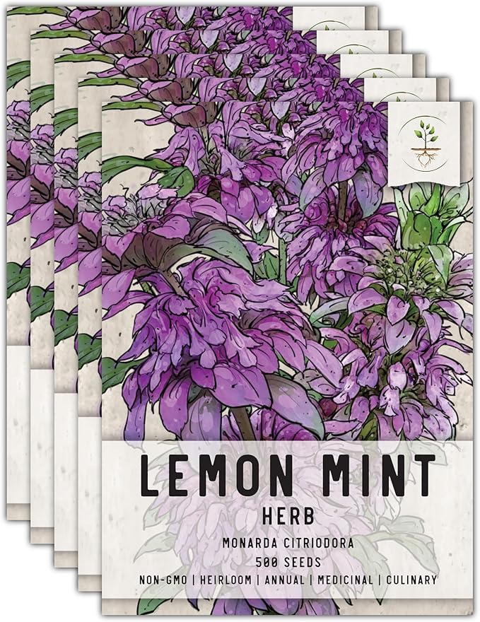 Seed Needs Lemon Mint Seeds for Planting Monarda citriodora Herbs - Grow a Non-GMO Heirloom & Untreated Medicinal Herb Garden Indoors or Outdoors - Popular in Herbal Tea (5 Packs)