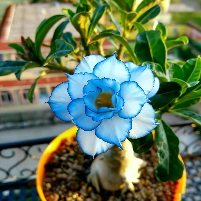 Desert Rose Seed for Planting, 100 Mixed Adenium Somalense Seeds, Shrub Flower Plants, Non-GMO Heirloom Desert Rose for Garden Outdoor