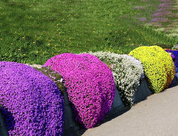 3000+ Pcs Red Pink Purple Creeping Thyme Seeds Ground Cover Plant Seeds Perennial- Non-GMO Heirloom Flower Perennial Creeping Thyme Seeds for Planting