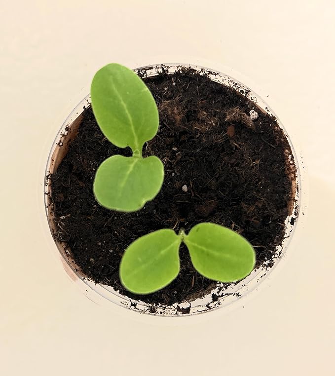 Seeds In A Cup: Herb Growing Kit | Indoor Herb Garden Starter | Premium Seeds and Soil | 3 Pack of Herbs | Multiple Combinations Available | (Salad Trio: Arugula Spinach Radish)