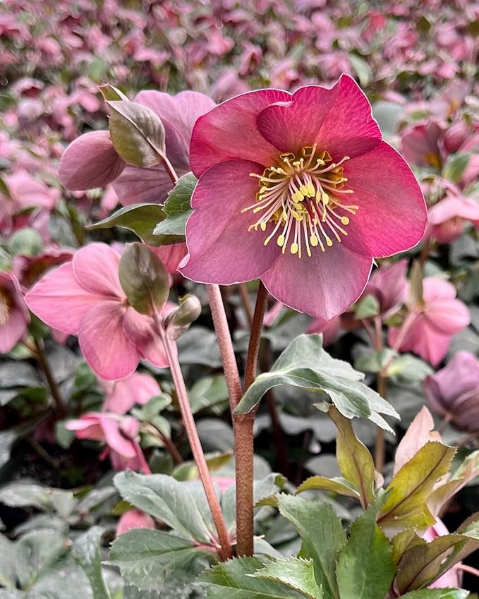 Perennial Farm Helleborus HGC® Ice N' Roses® Rose No. 1