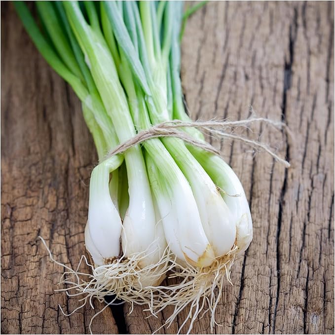 Seed Needs Onion Seeds for Planting Tokyo White Bunching Long Day Onions - Non-GMO Heirloom & Untreated Vegetable Seeds to Plant an Outdoor Home Grown Veggie Garden (1 Pack)