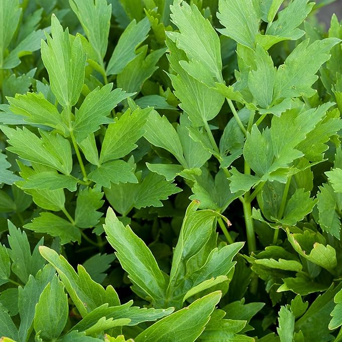 Lovage Herb Garden Seeds - 0.25 Oz - Non-GMO Medicinal Herbal Gardening Seeds - Annual - Loveage