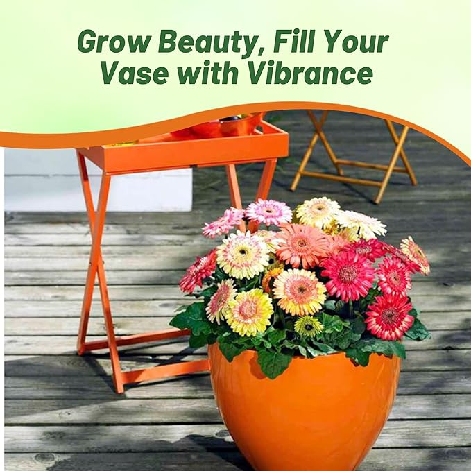 Outsidepride Strawberry Twist Mix Gerbera Seeds - 20 Pcs Perennial, Compact & Low Maintenance, Flower Seeds for Planting w/Semi-Double Blooms, Ideal for Garden Landscaping & Cut Flower Arrangements