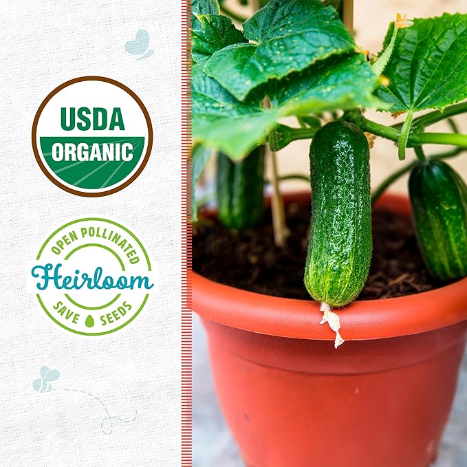 Back to The Roots 100% Organic Seed Packet - Cucumber 'Spacemaster' 1.5g