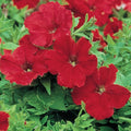 Burpee Supercascade Red Petunia Seeds 50 seeds