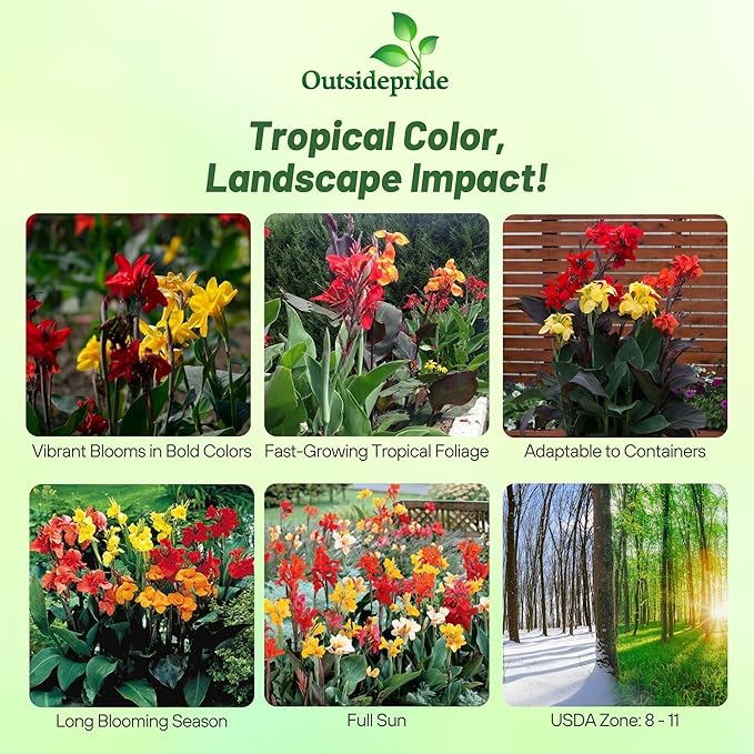 Outsidepride Indica Mixed Canna Lily Flower Seeds - 25 Pcs Perennial Seeds for Planting Outdoors with Colorful Blooms for Cut Flowers, Tropical & Water Gardens, Borders, & Poolside Planting