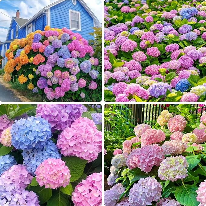 Perennial Hydrangea Seeds 55pcs - Heirloom Ornamental Flower, Big Fluffy Blooms & Cold-Hardy for Balcony Yard Borders
