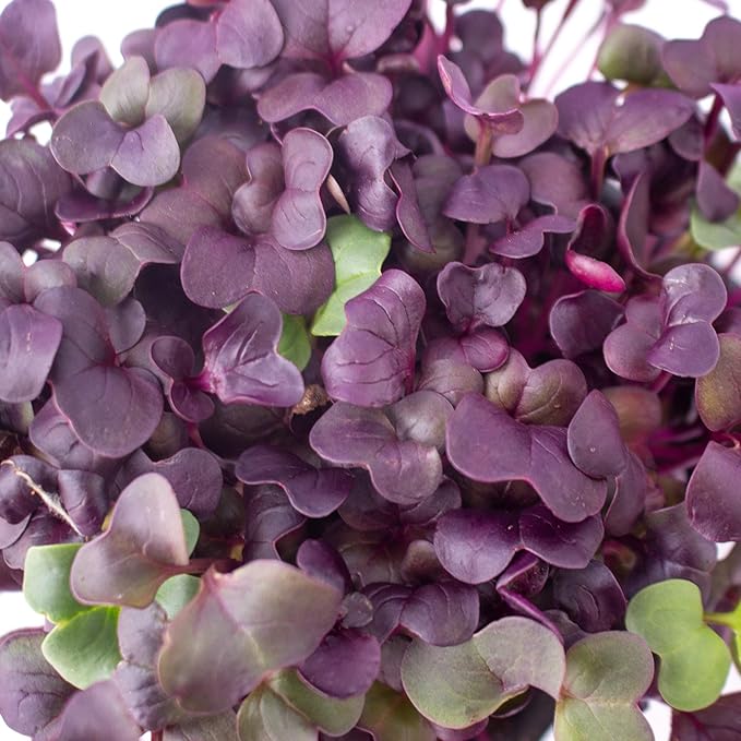 Purple Radish Microgreens Seeds - 1 Lb ~42,800 Seeds - Premium, Non-GMO - for Growing Micro Greens - Raphanus sativus