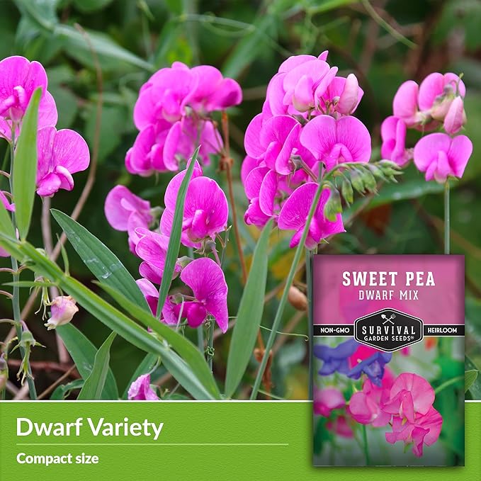 Dwarf Sweet Pea Seeds for Planting - Compact Bush Style Sweet Pea Flowers for Containers and Small Gardens, Fragrant Flower Variety for Outdoor Growing – Survival Garden Seeds (1 Pack)