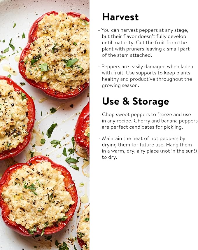 Burpee California Wonder Sweet Pepper Seeds | 300 Non-GMO Heirloom Pepper Seeds for Home Garden | Large Red Bell Peppers & Green Bell Peppers for Stuffing | Seeds for Planting