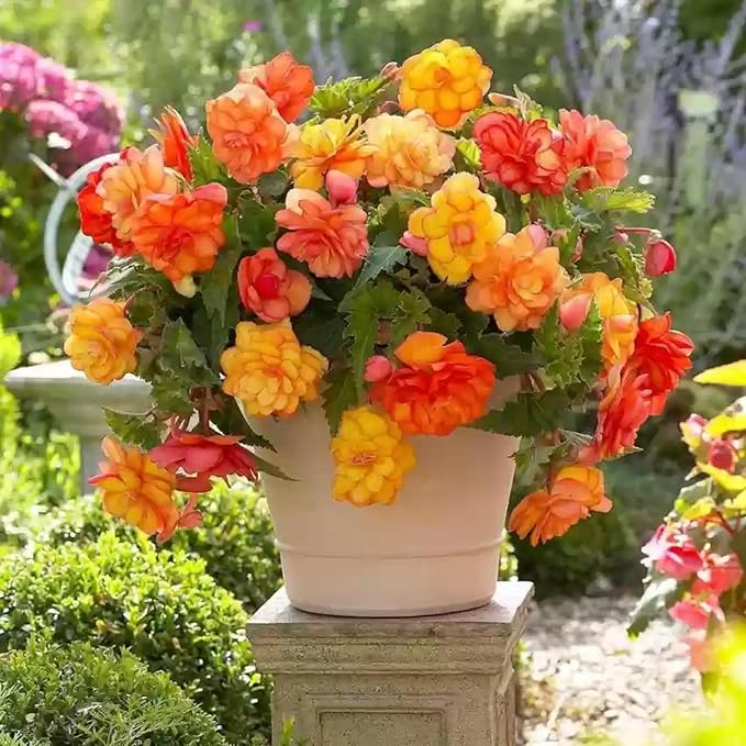 100+ Wax Begonia Seeds for Planting Perennial Large-Flowered Non-GMO Mixed Begonia Seeds Garden Outdoor Indoor