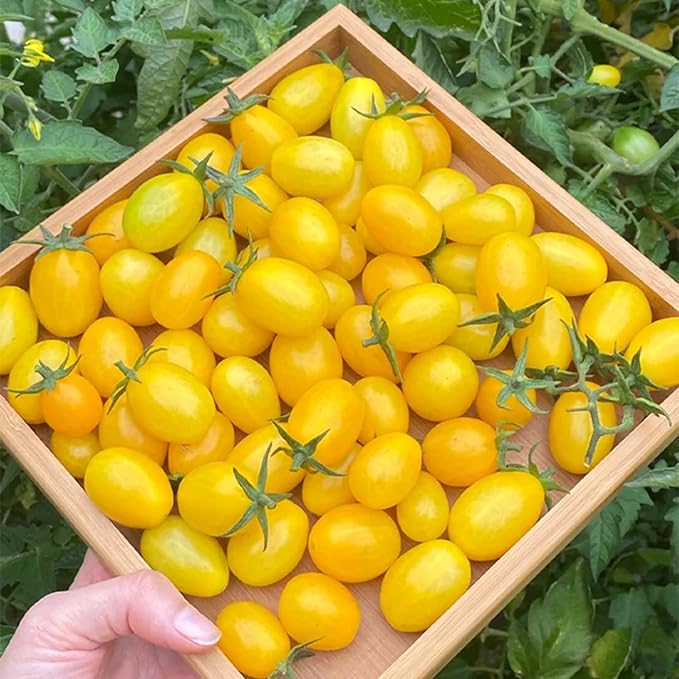 ZEshops100pcs Patio Choice Yellow Cherry Tomato Seeds - Heirloom, Non-GMO, Super Sweet Variety - Complete Guide Included for Home Gardens, Ideal Gardening Gift (Yellow Cherry Tomato Seeds)