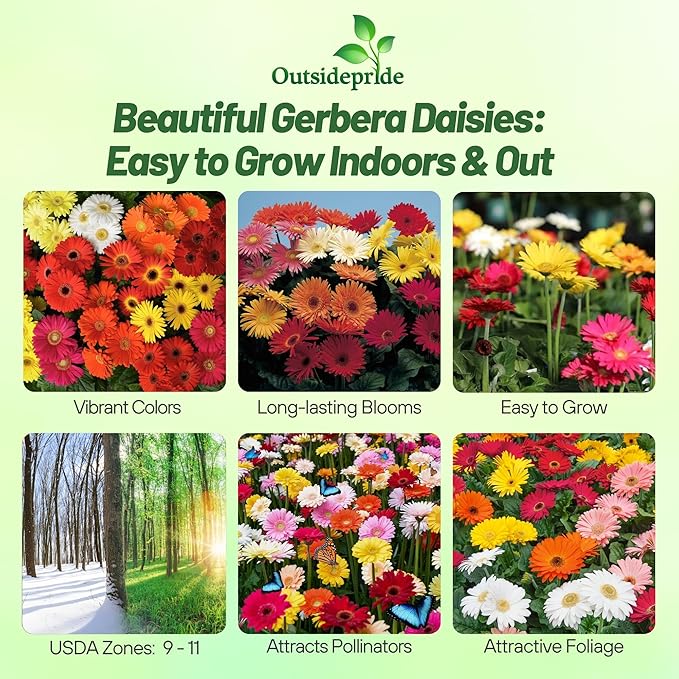 Outsidepride Revolution Select Mix Gerbera Seeds - 10 Pcs Perennial, Compact & Low Maintenance, Flower Seeds for Planting w/Vibrant Blooms, Ideal for Garden Landscaping & Cut Flower Arrangements