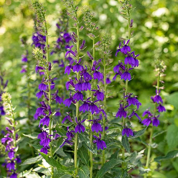 200+Perennial Red Cardinal Flower Seeds for Planting Outdoors-Wild Cardinal Flower Attracts Bees&Butterflies Fragrant Butterfly