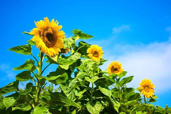 Mammoth Sunflower Seeds for Planting - Grow Giant Sun Flowers in Your Garden - 50 Non GMO Heirloom Seeds - Full Planting Instructions for Easy Grow - Great Gardening Gifts (1 Packet)