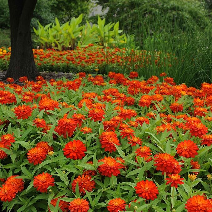 Eden Brothers Zinnia Seeds - Double Zahara Fire, Non-GMO Seeds for Planting, Packet | Low-Maintenance Flower Seeds, Plant During Spring, Zones 2, 3, 4, 5, 6, 7, 8, 9, 10, 11