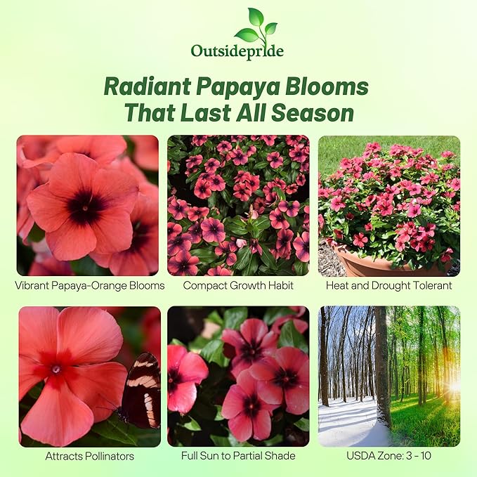 Outsidepride Papaya Periwinkle Seeds for Planting – 50 Pcs Annual, Fast-Blooming, Heat & Drought Tolerant Vinca Flower Seeds with Vibrant Colors Ideal for Gardens, Beds, Borders & Containers