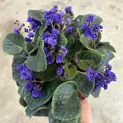 14-10-16 Green Fuel Indoor Houseplant Fertilizer Great for Aroids & Begonia - Commercial Formula - RO/Rain/Tap Water (Half Pint - 8 oz)