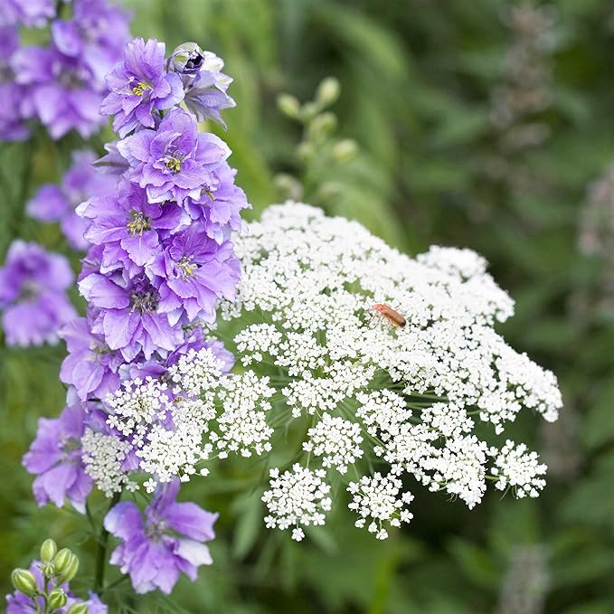 Eden Brothers Bishop's Flower Seeds